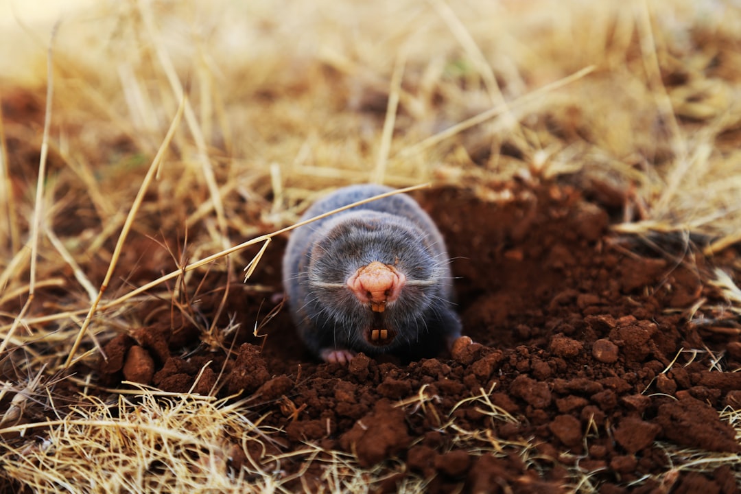 Exploring the Delicious World of Hole Mole
